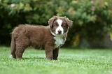 BORDER COLLIE 1238